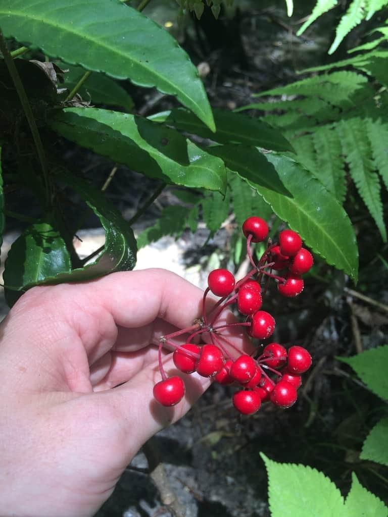 Ardisia Berry Red - View 13 from www redcrocus com