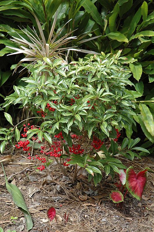 Ardisia Berry Red - View 14 from www redcrocus com