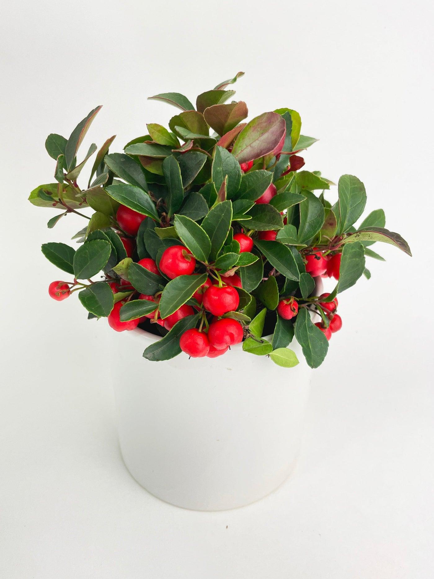 Ardisia Berry Red - View 16 from www redcrocus com
