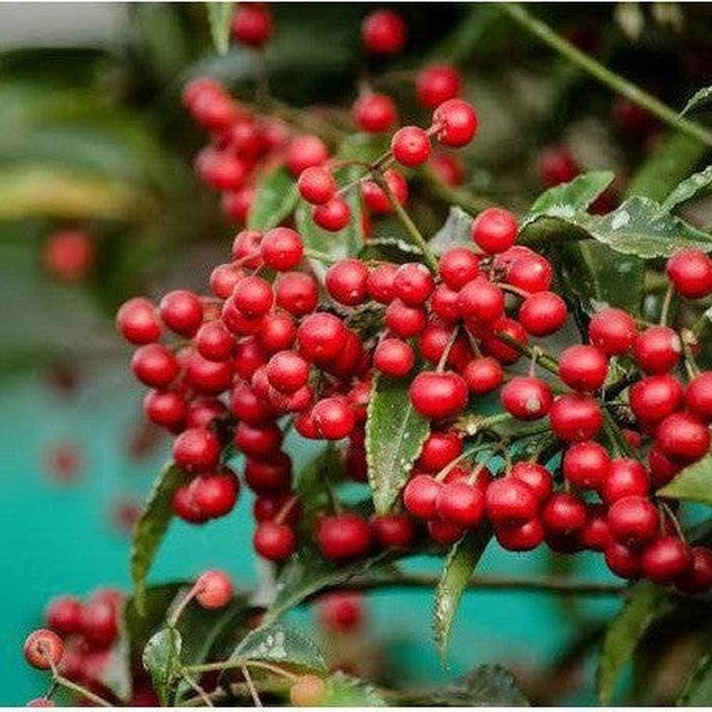 Ardisia Berry Red - View 18 from www redcrocus com