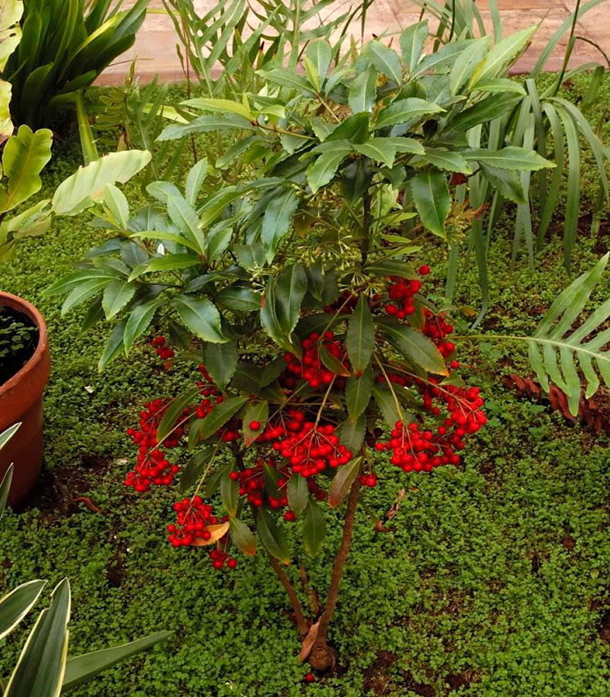 Ardisia Berry Red - View 19 from www redcrocus com