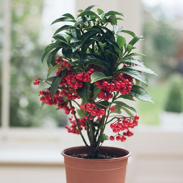Ardisia Berry Red - View 1 from www redcrocus com