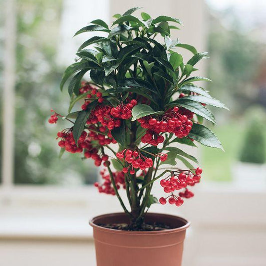Ardisia Berry Red - View 1 from www redcrocus com
