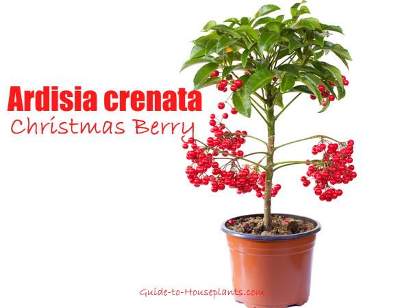 Ardisia Berry Red - View 21 from www redcrocus com