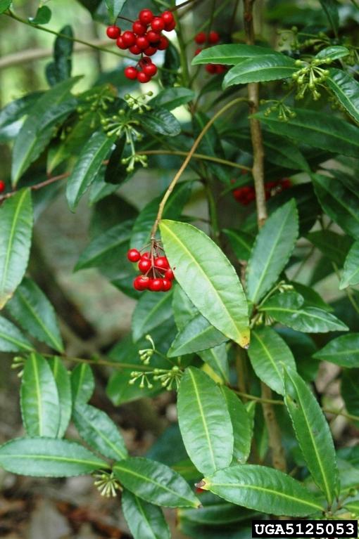 Ardisia Berry Red - View 22 from www redcrocus com