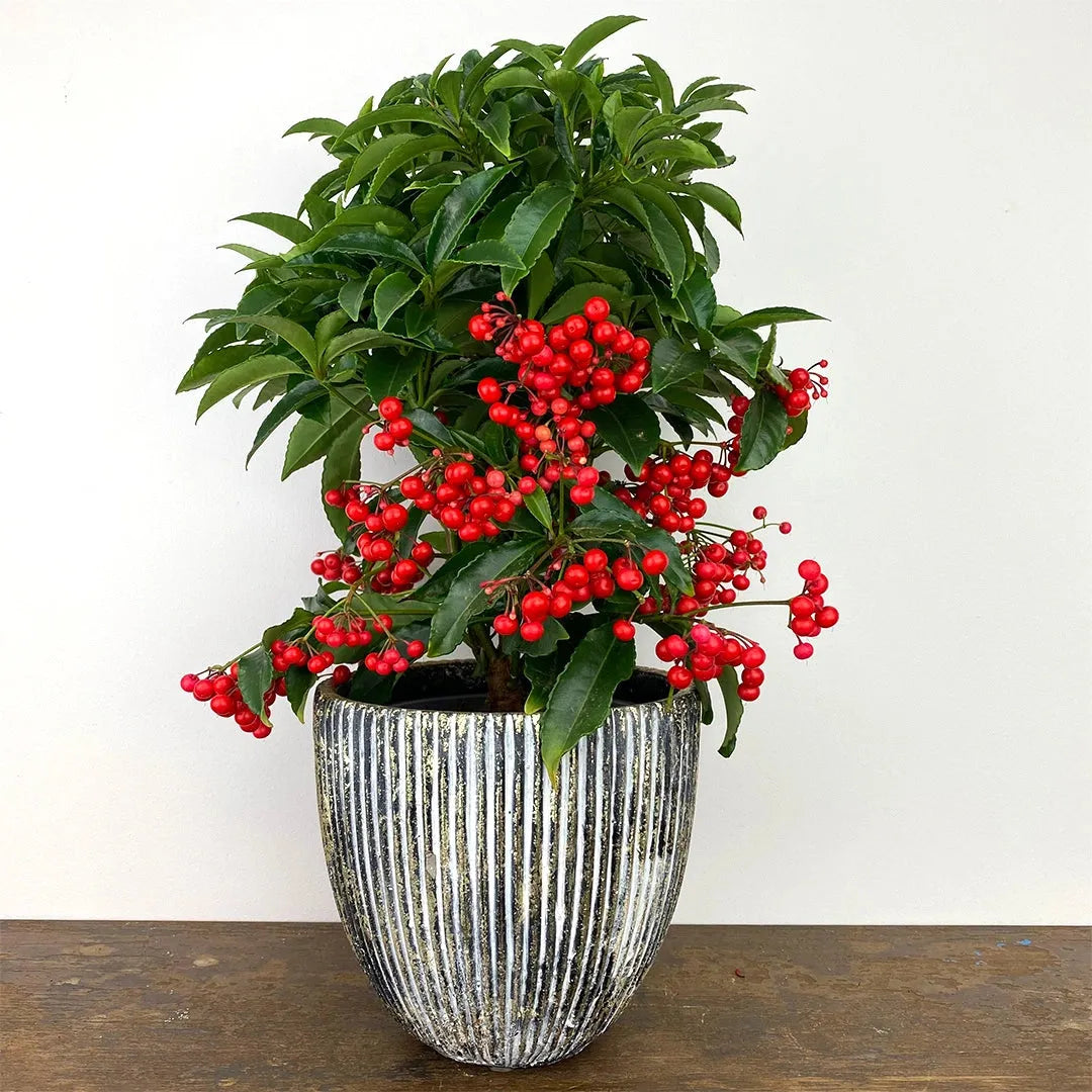Ardisia Berry Red - View 25 from www redcrocus com