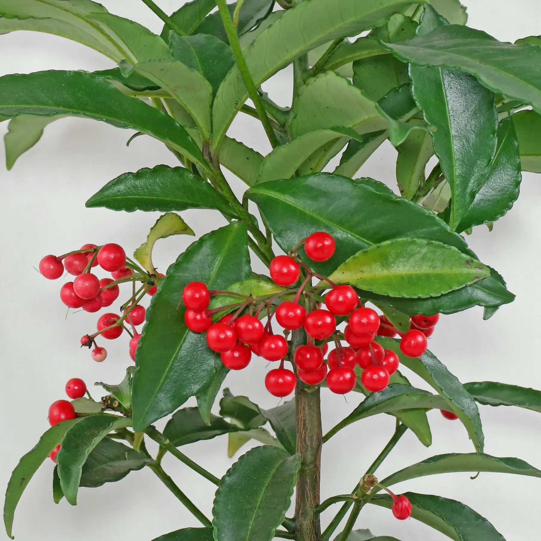 Ardisia Berry Red - View 26 from www redcrocus com