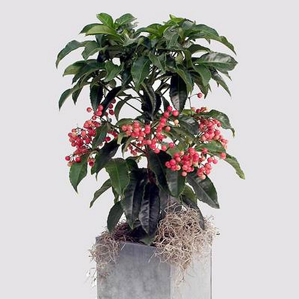 Ardisia Berry Red - View 27 from www redcrocus com