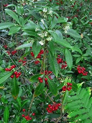 Ardisia Berry Red - View 2 from www redcrocus com