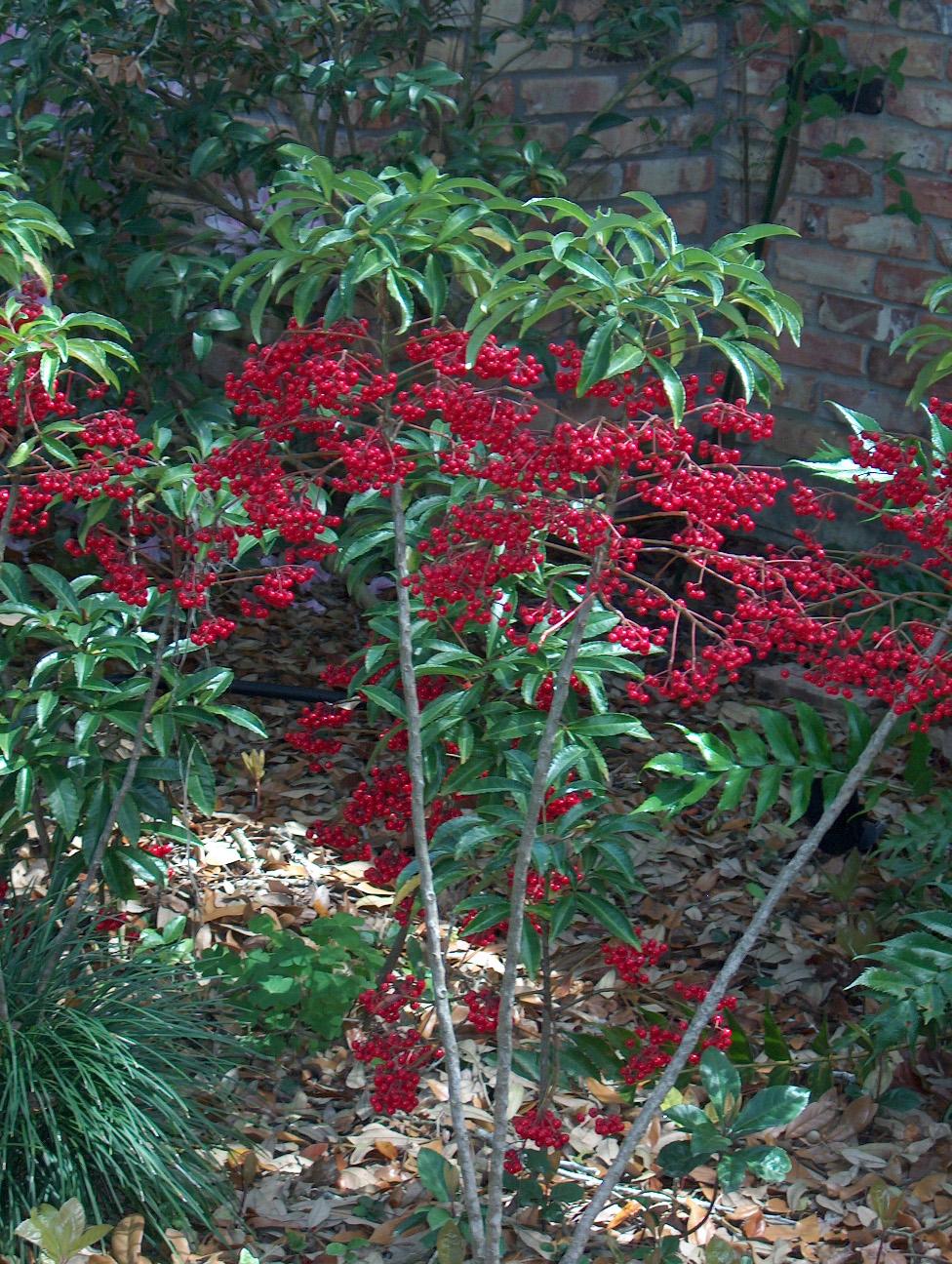 Ardisia Berry Red - View 32 from www redcrocus com