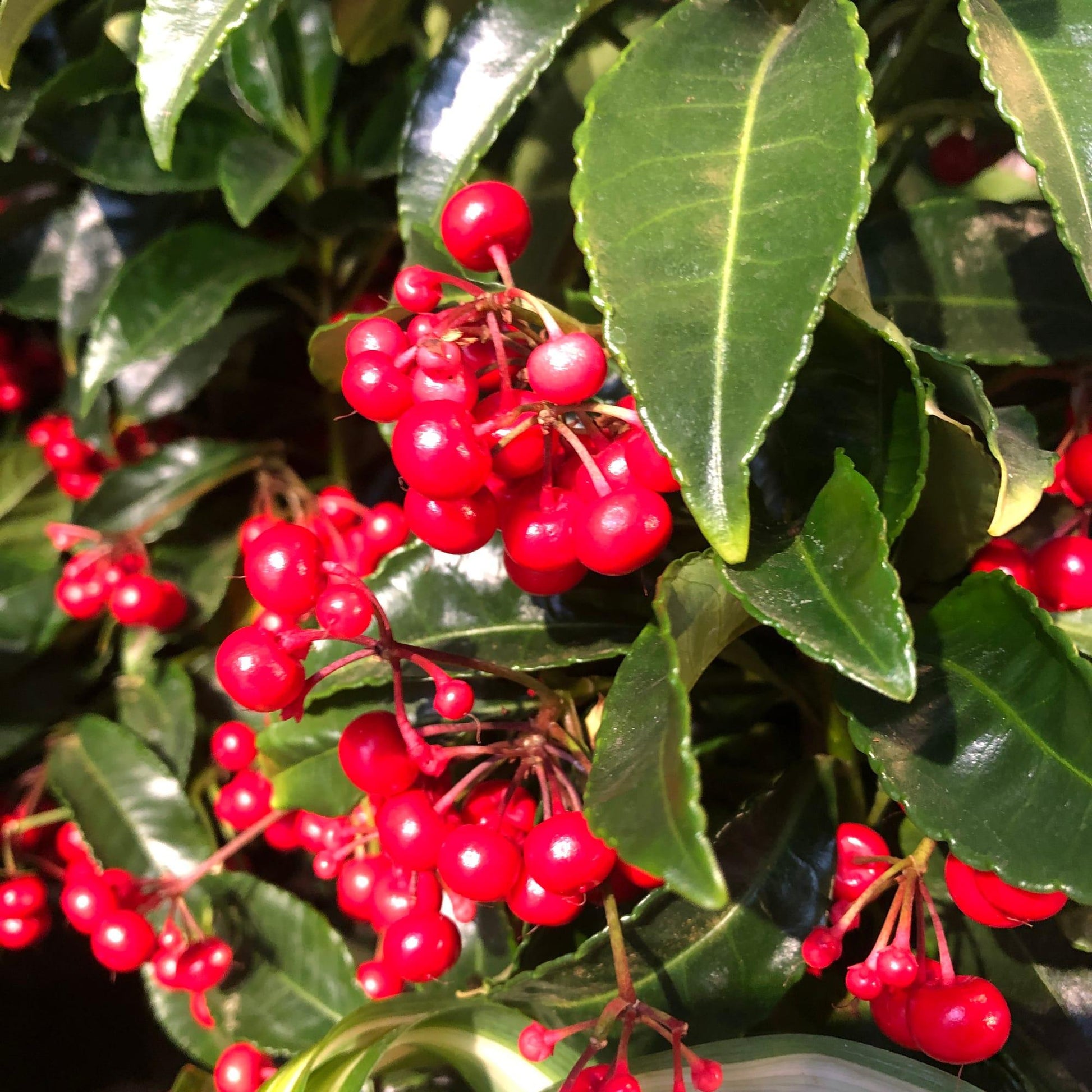 Ardisia Berry Red - View 33 from www redcrocus com