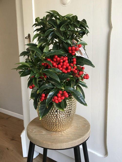 Ardisia Berry Red - View 34 from www redcrocus com