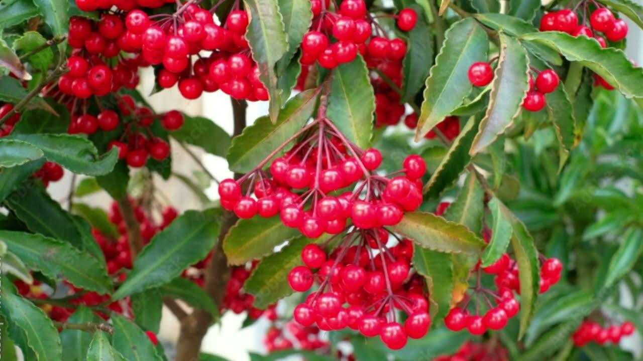 Ardisia Berry Red - View 36 from www redcrocus com