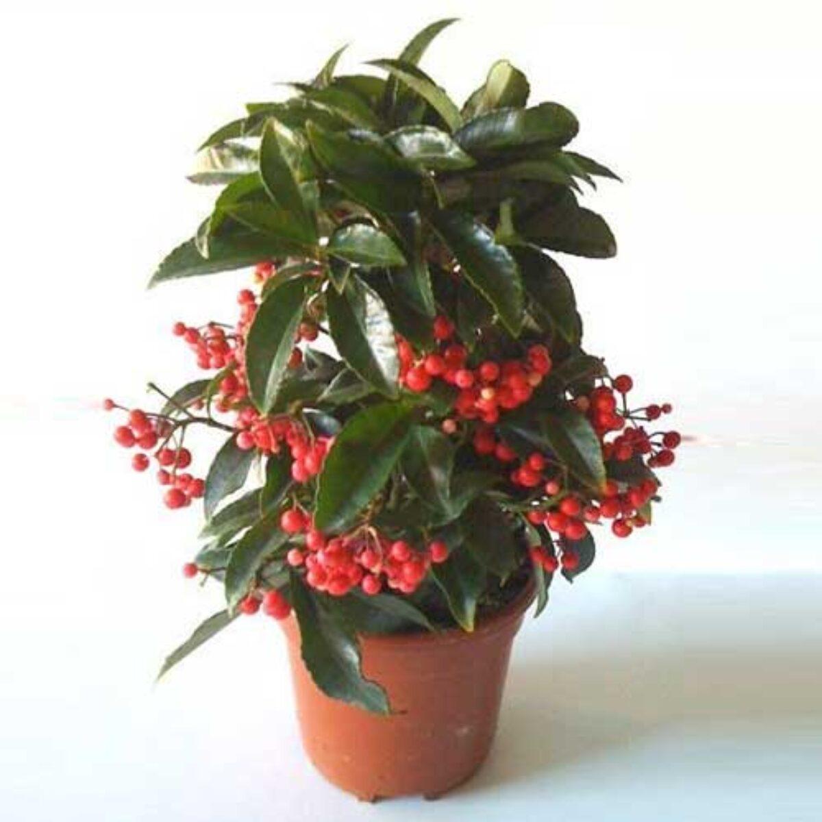 Ardisia Berry Red - View 3 from www redcrocus com