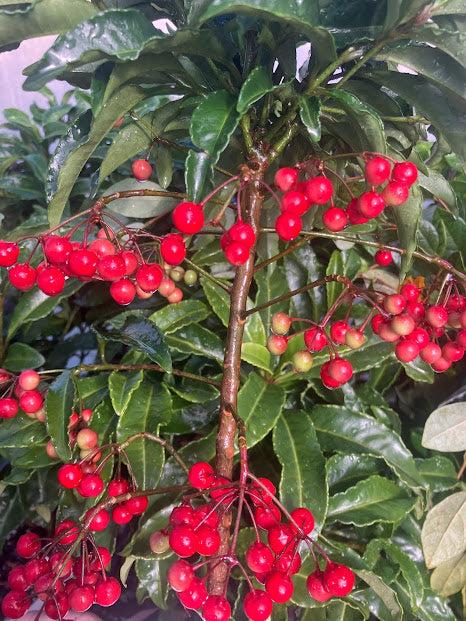 Ardisia Berry Red - View 4 from www redcrocus com