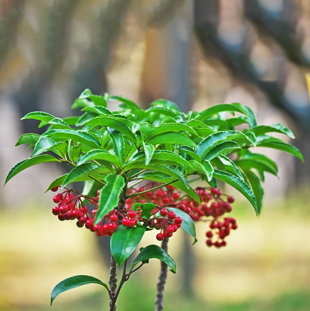 Ardisia Berry Red - View 5 from www redcrocus com