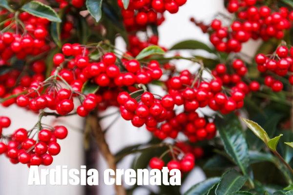 Ardisia Berry Red - View 9 from www redcrocus com