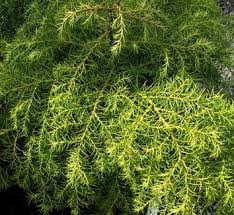 RedCrocus Cryptomeria japonica 'Koshyi' - Dwarf Japanese Cedar, Evergreen Conifer, Slow-Growing, Bronze Winter Color, Deer Resistant, Container Friendly, Sun/Part Shade, Zones 6-9  1 Gallon Nursery Pot
