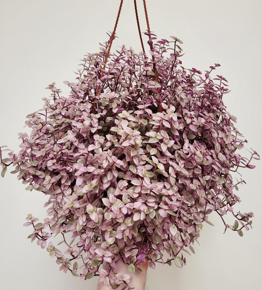 Bd Callisia Pink Panther - View 13 from www redcrocus com