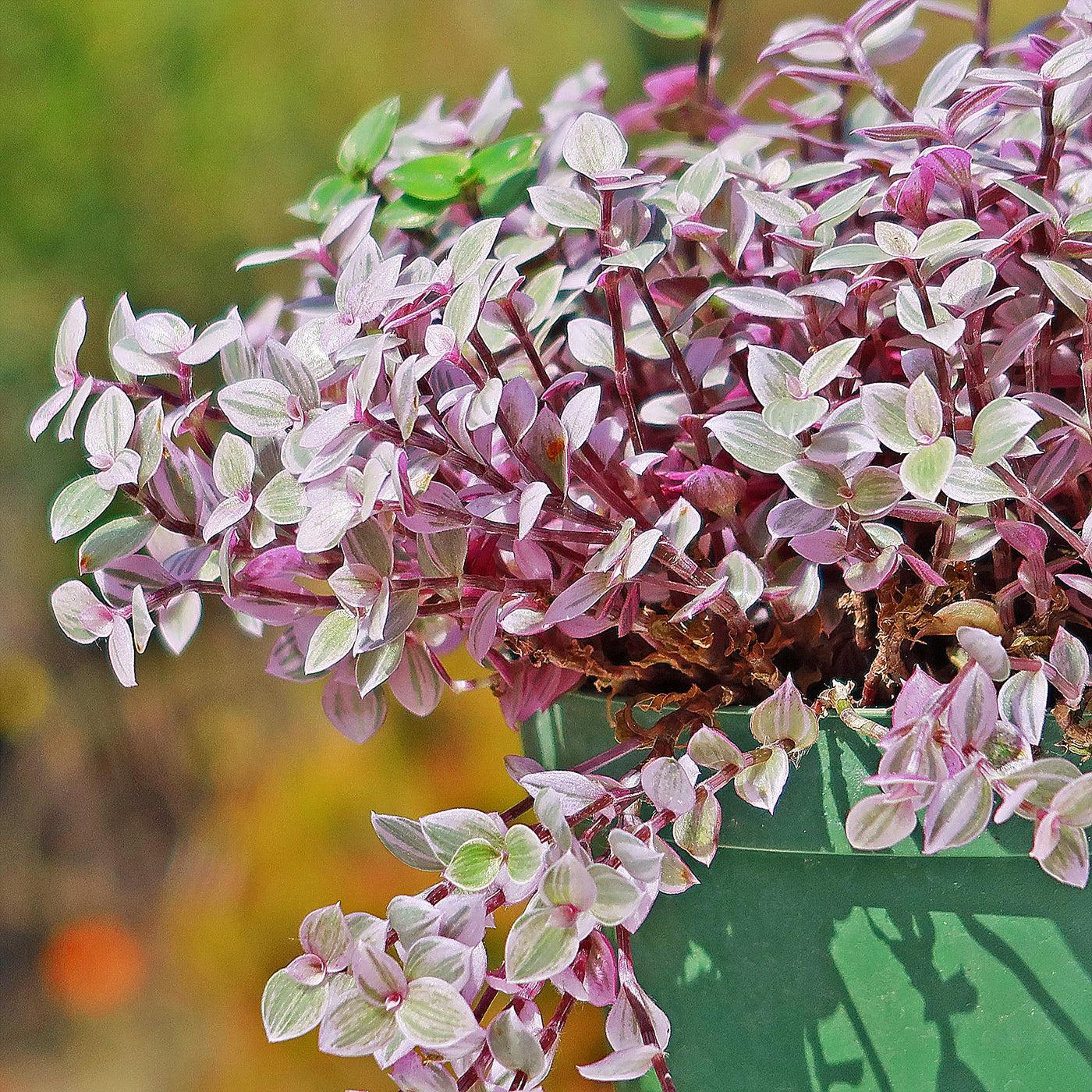 Bd Callisia Pink Panther - View 14 from www redcrocus com