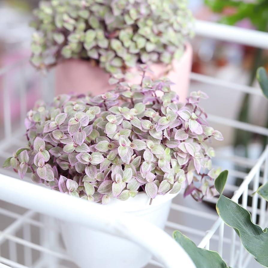 Bd Callisia Pink Panther - View 18 from www redcrocus com