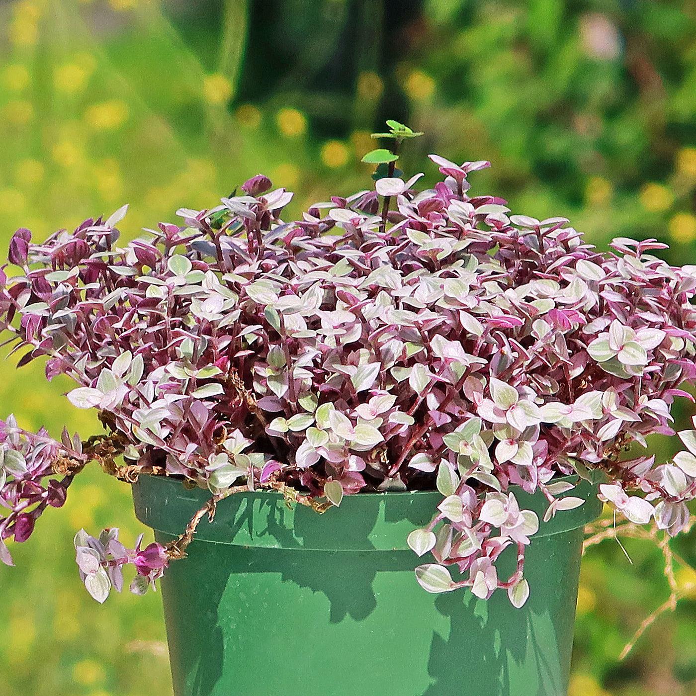 Bd Callisia Pink Panther - View 1 from www redcrocus com