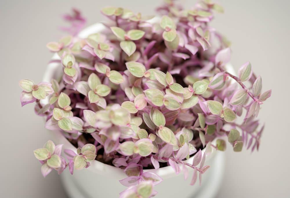 Bd Callisia Pink Panther - View 23 from www redcrocus com