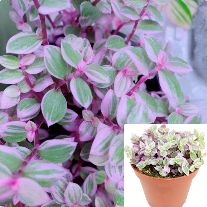 Bd Callisia Pink Panther - View 27 from www redcrocus com