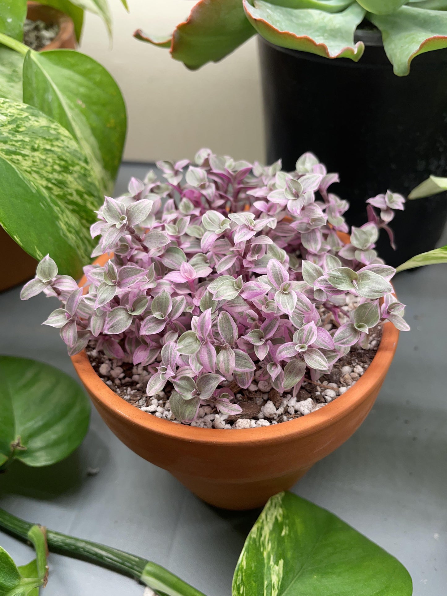 Bd Callisia Pink Panther - View 28 from www redcrocus com