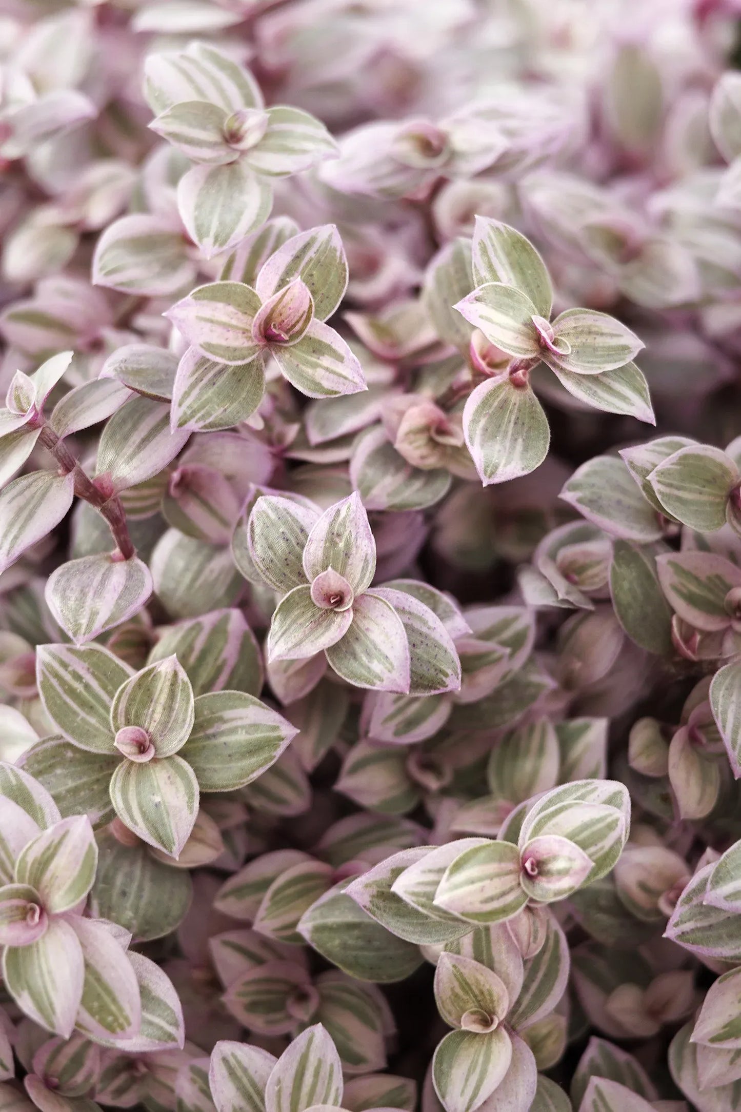 Bd Callisia Pink Panther - View 33 from www redcrocus com