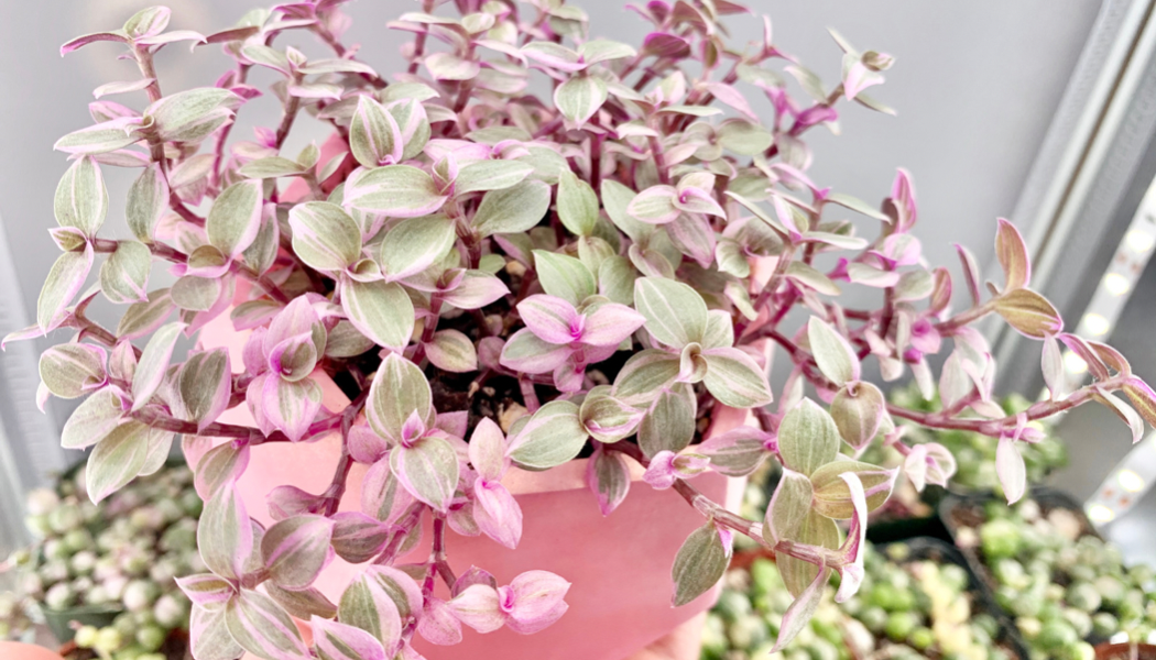 Bd Callisia Pink Panther - View 34 from www redcrocus com