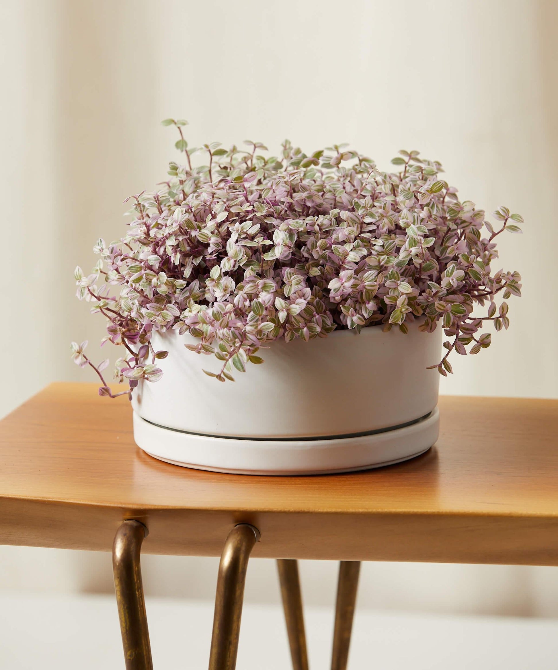 Bd Callisia Pink Panther - View 6 from www redcrocus com