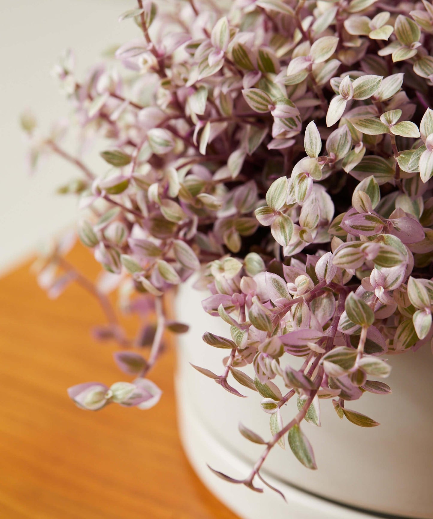 Bd Callisia Pink Panther - View 8 from www redcrocus com