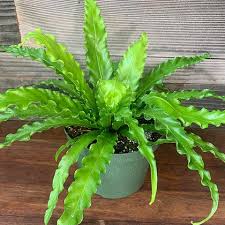 RedCrocus Birds Nest Fern - Indoor Tropical Plant, Easy Care, Shaded Area, Pet Safe (Toxic to Pets), 2-3 ft  6"