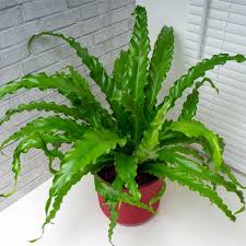 RedCrocus Birds Nest Fern - Indoor Tropical Plant, Easy Care, Shaded Area, Pet Safe (Toxic to Pets), 2-3 ft  6"