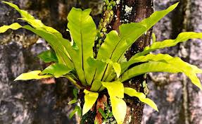 RedCrocus Birds Nest Fern - Indoor Tropical Plant, Easy Care, Shaded Area, Pet Safe (Toxic to Pets), 2-3 ft  6"