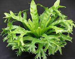 RedCrocus Birds Nest Fern - Indoor Tropical Plant, Easy Care, Shaded Area, Pet Safe (Toxic to Pets), 2-3 ft  6"