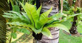 RedCrocus Birds Nest Fern - Indoor Tropical Plant, Easy Care, Shaded Area, Pet Safe (Toxic to Pets), 2-3 ft  6"