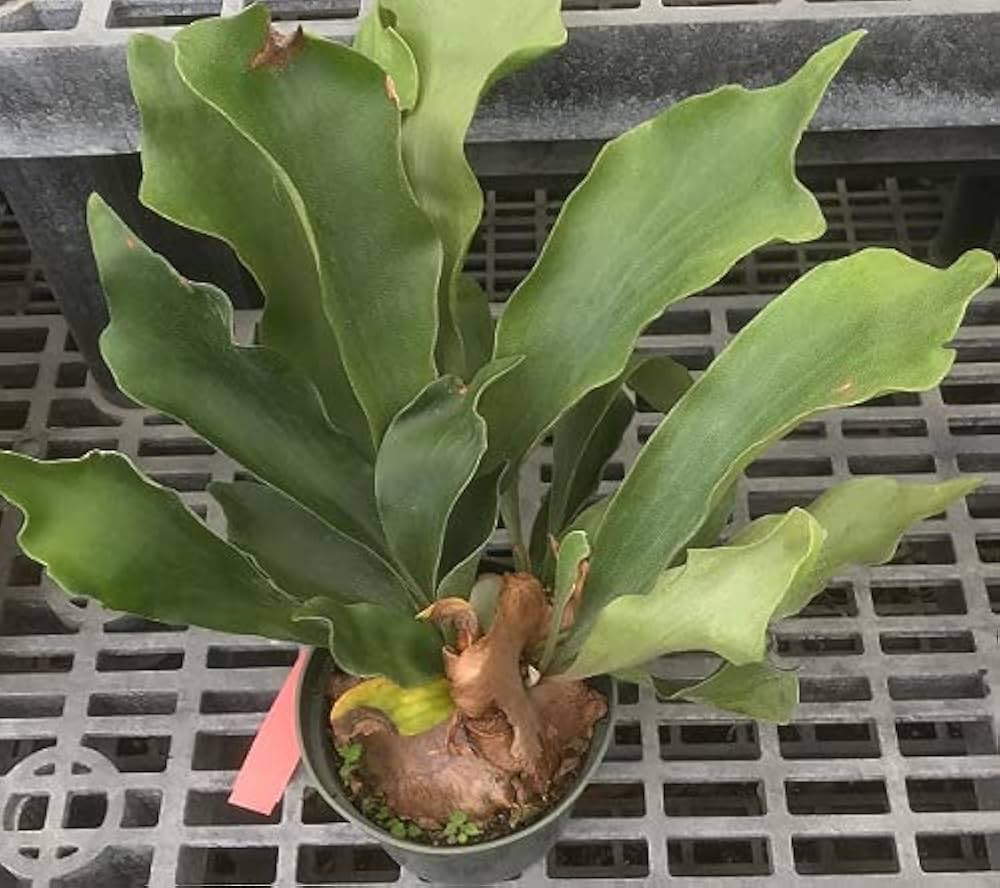 RedCrocus Staghorn Fern - Living Plant, Evergreen Foliage, Indoor & Container Friendly, Non-Toxic, 2-3 ft Wide, Low Maintenance Plant for Tropical Decor  4" Pot (Pack of 2)
