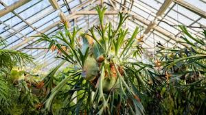 RedCrocus Staghorn Fern - Living Plant, Evergreen Foliage, Indoor & Container Friendly, Non-Toxic, 2-3 ft Wide, Low Maintenance Plant for Tropical Decor  4" Pot (Pack of 2)