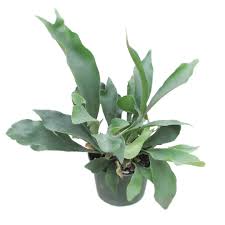 RedCrocus Staghorn Fern - Living Plant, Evergreen Foliage, Indoor & Container Friendly, Non-Toxic, 2-3 ft Wide, Low Maintenance Plant for Tropical Decor  4" Pot (Pack of 2)