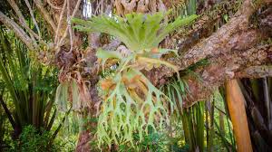 RedCrocus Staghorn Fern - Living Plant, Evergreen Foliage, Indoor & Container Friendly, Non-Toxic, 2-3 ft Wide, Low Maintenance Plant for Tropical Decor  4" Pot (Pack of 2)