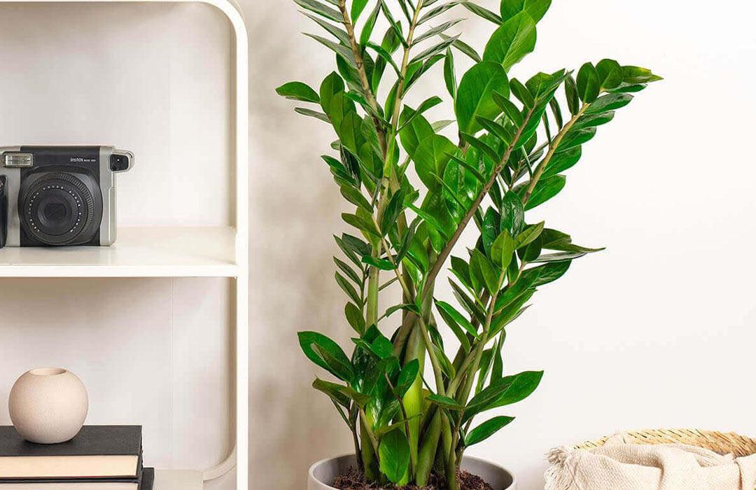 Db Zamioculcas Zamifolia Zz Plant - View 13 from www redcrocus com