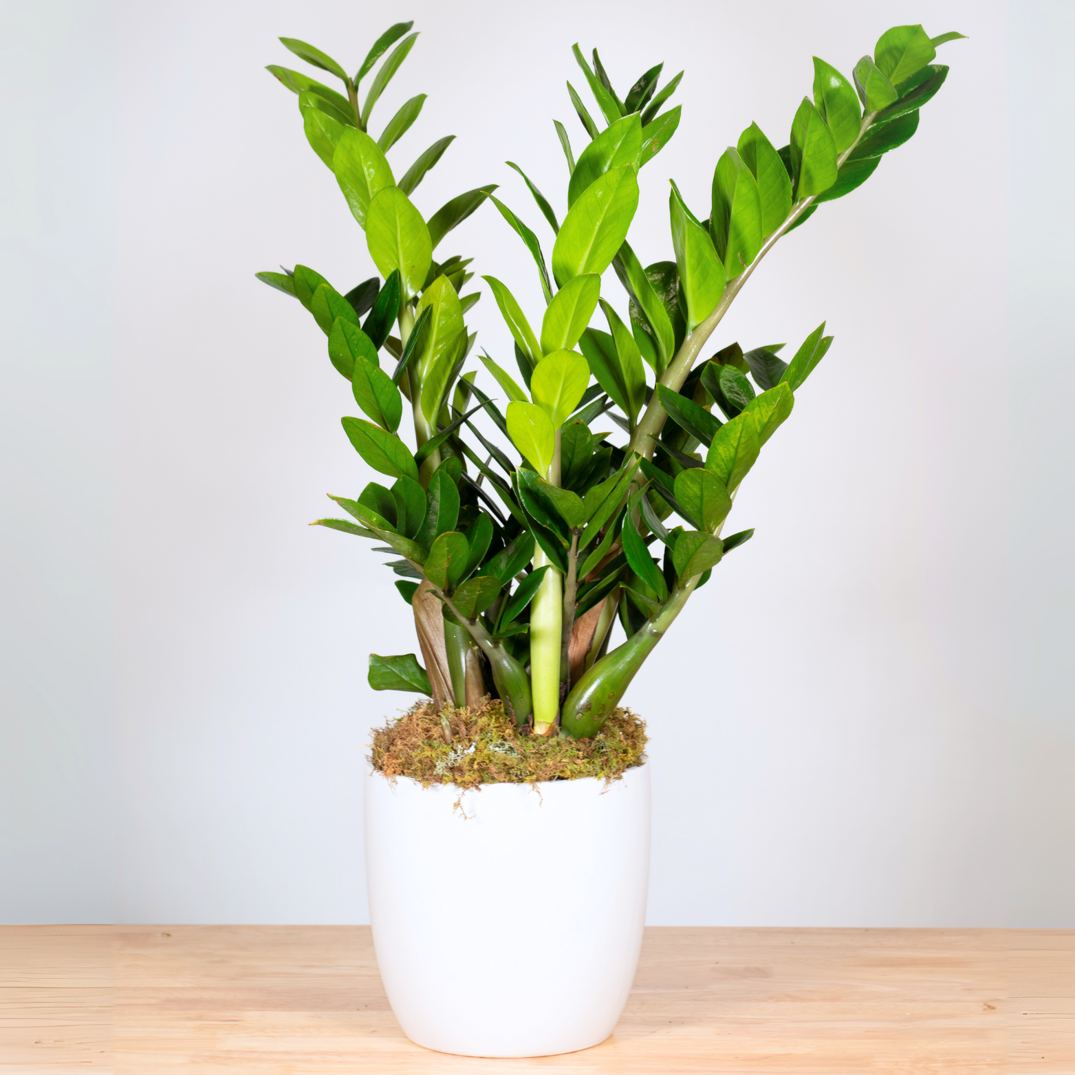 Db Zamioculcas Zamifolia Zz Plant - View 20 from www redcrocus com