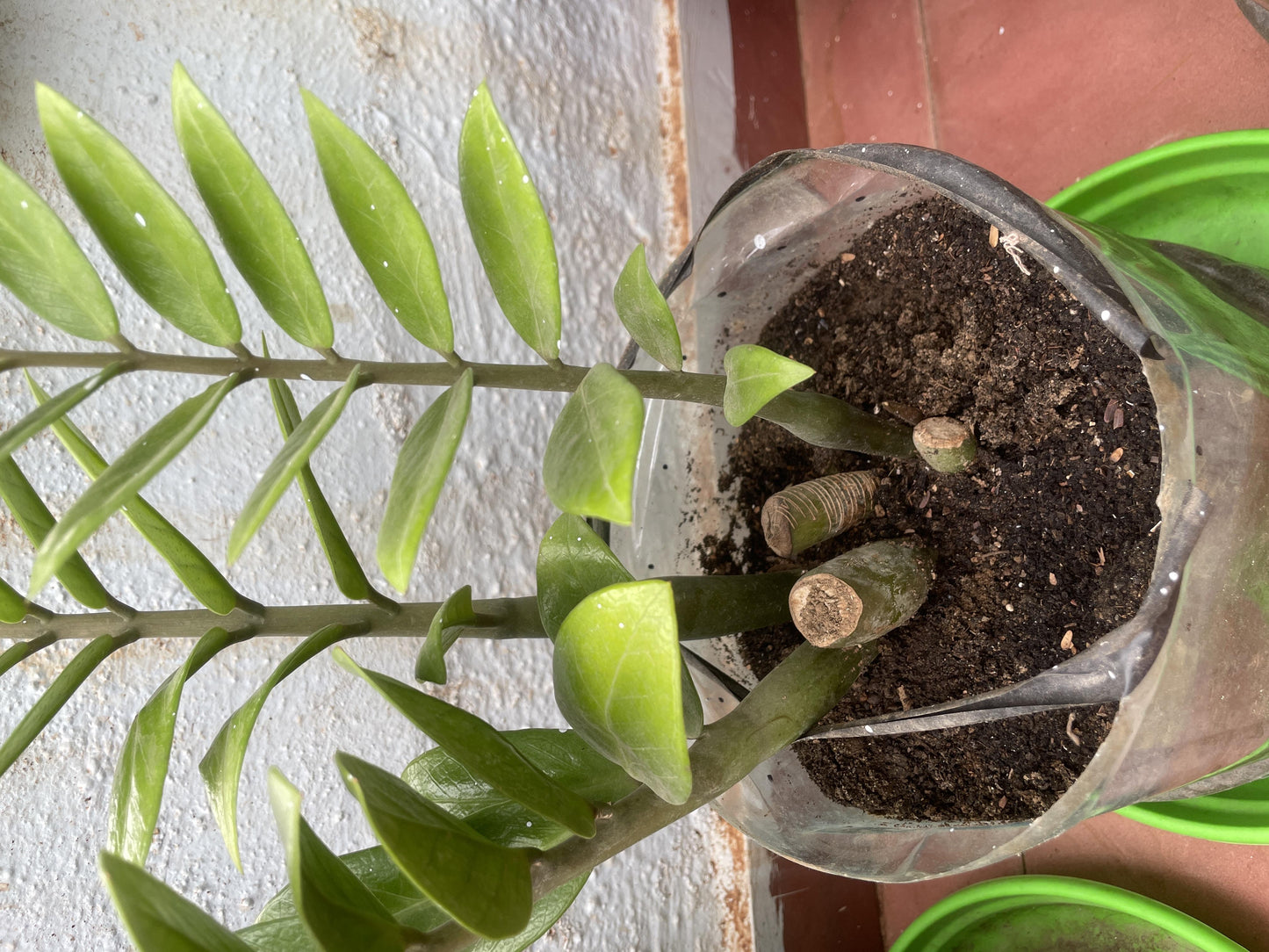 Db Zamioculcas Zamifolia Zz Plant - View 25 from www redcrocus com