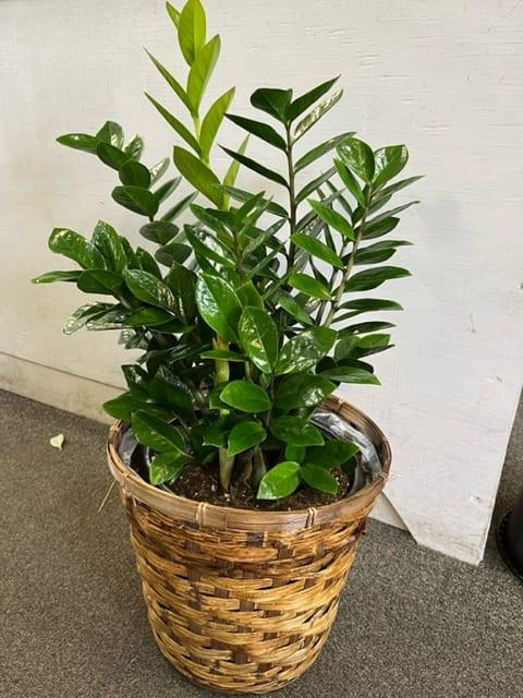 Db Zamioculcas Zamifolia Zz Plant - View 28 from www redcrocus com