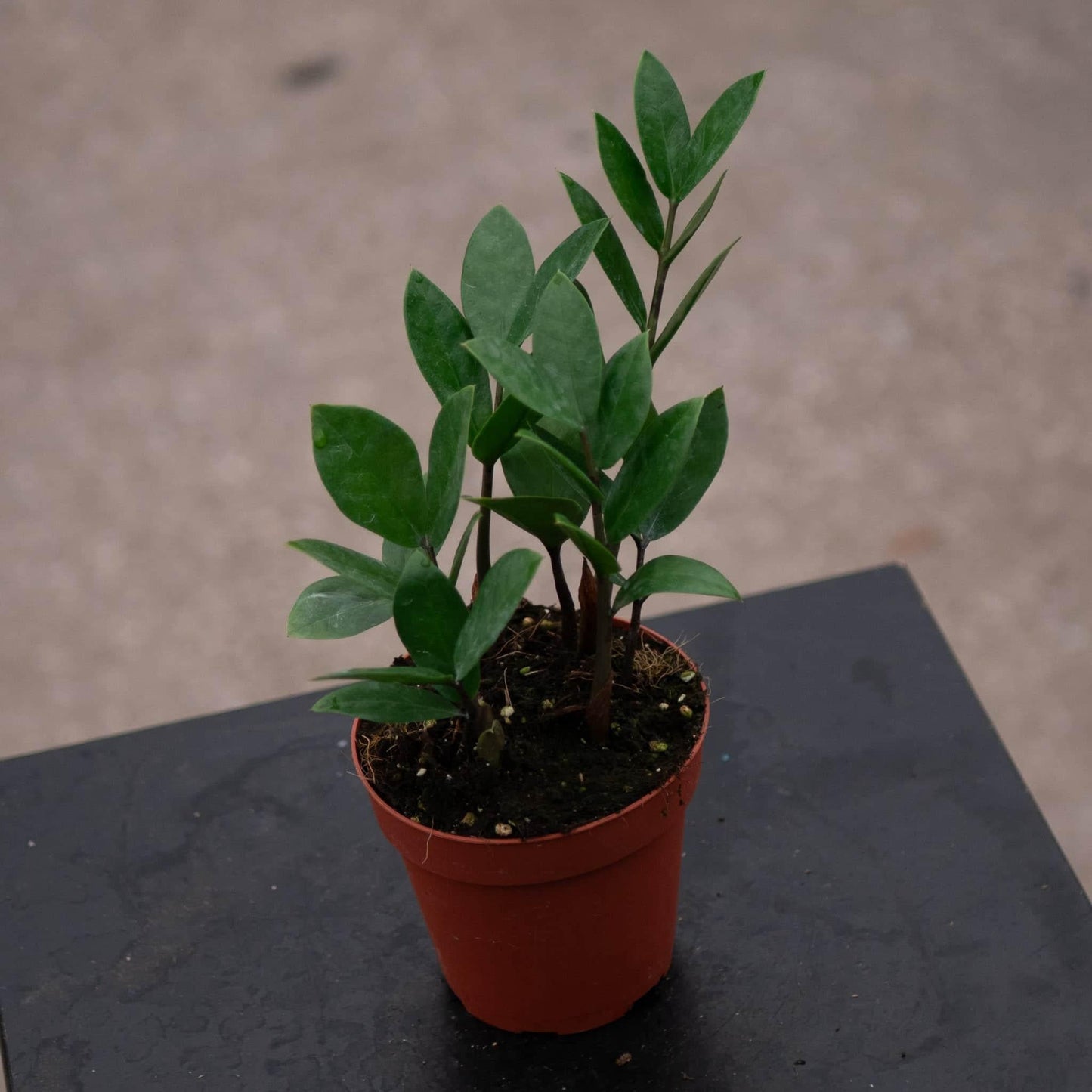 Db Zamioculcas Zamifolia Zz Plant - View 29 from www redcrocus com