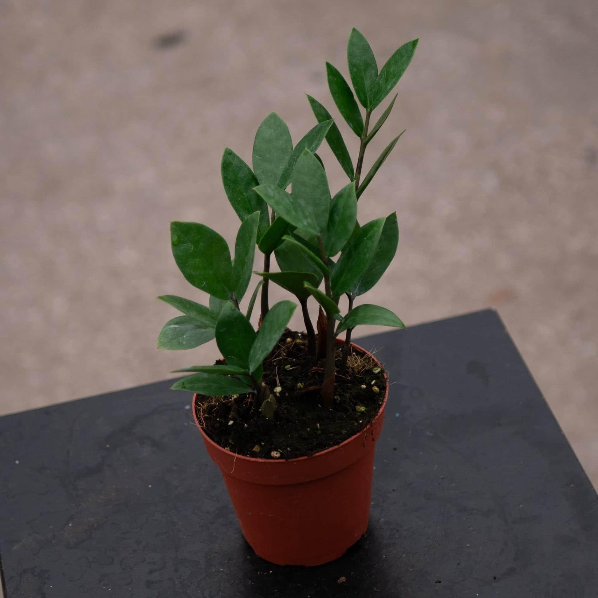 Db Zamioculcas Zamifolia Zz Plant - View 29 from www redcrocus com