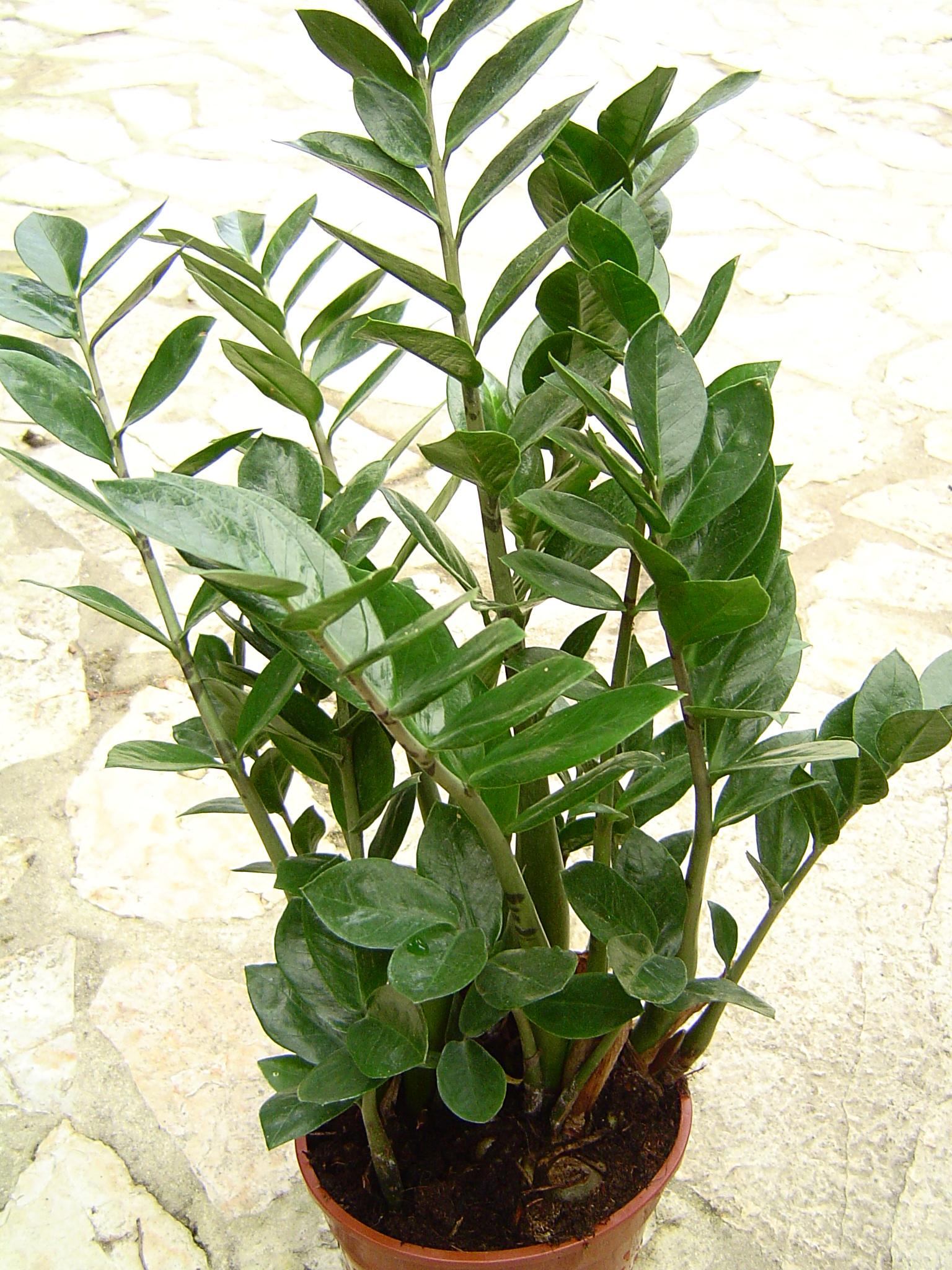 Db Zamioculcas Zamifolia Zz Plant - View 2 from www redcrocus com