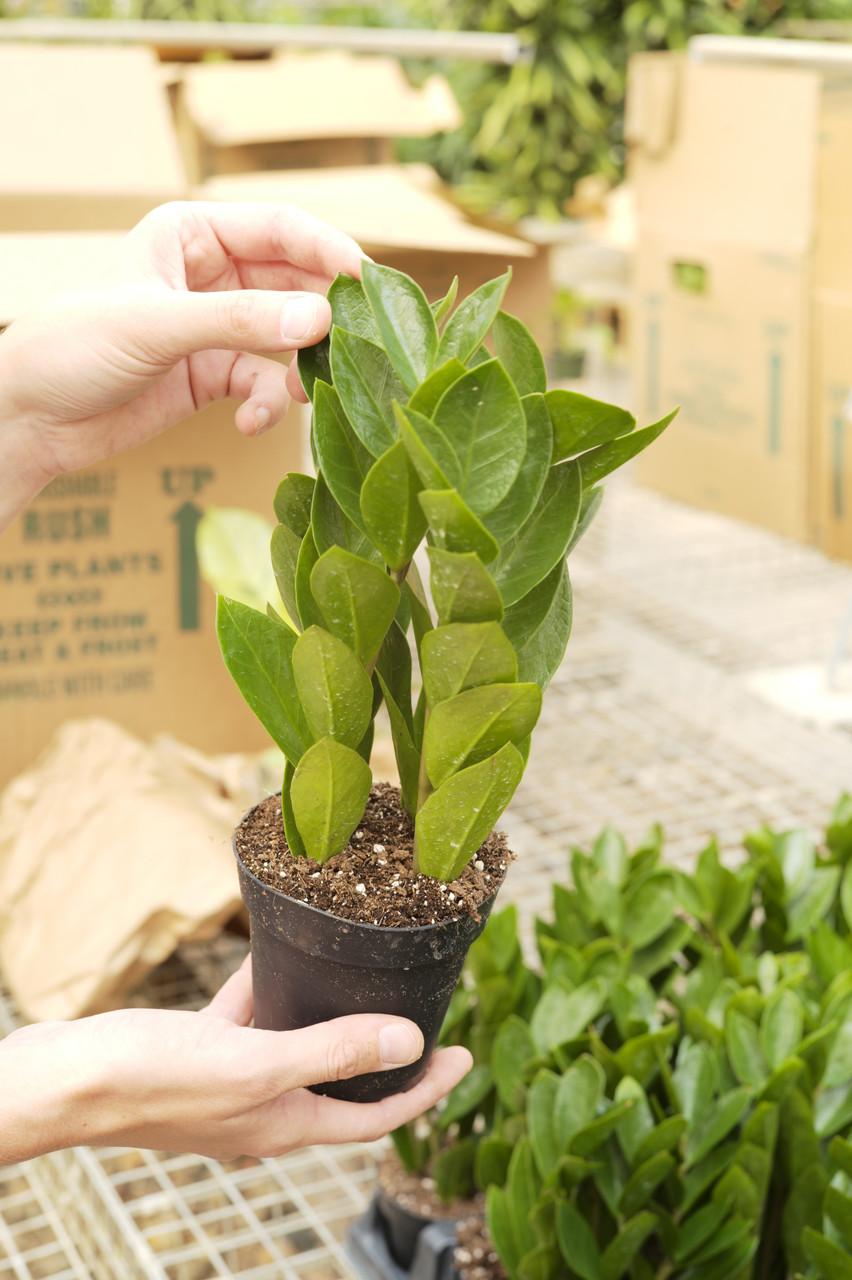 Db Zamioculcas Zamifolia Zz Plant - View 30 from www redcrocus com